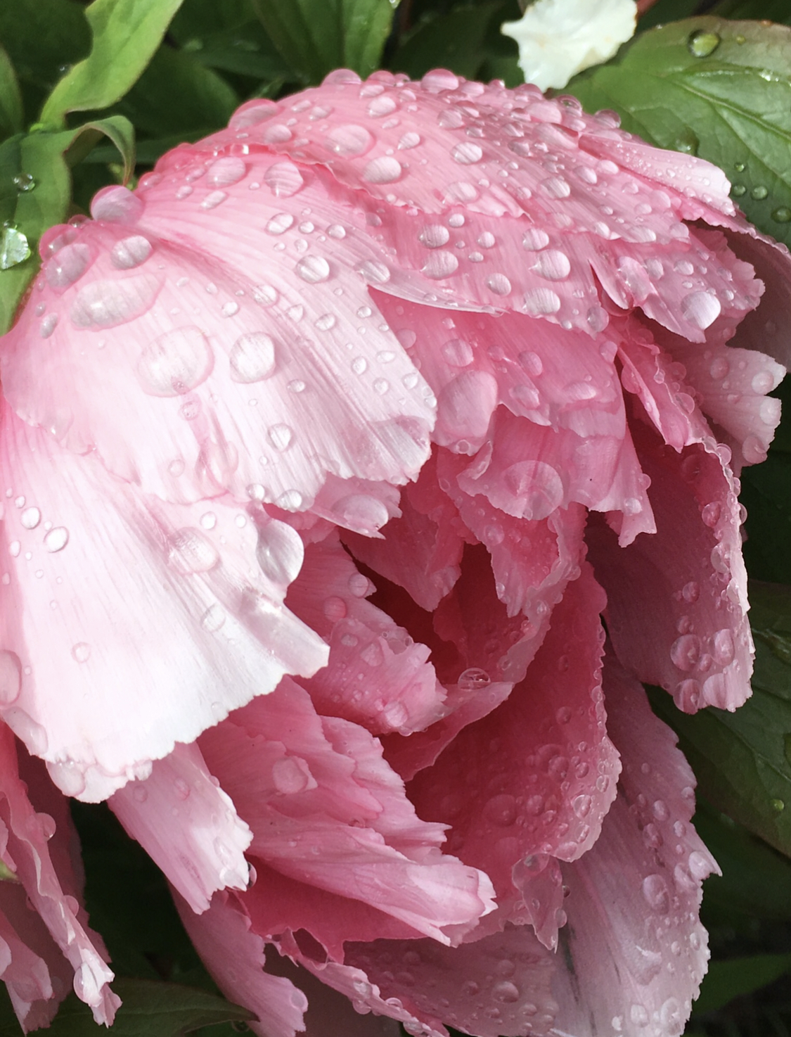 August 19 2019 General Meeting & Back-to-School Backpack&nbsp;Drive